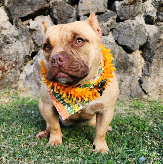 LEI OF OLD HAWAI'I Pet Scrunch Bandana