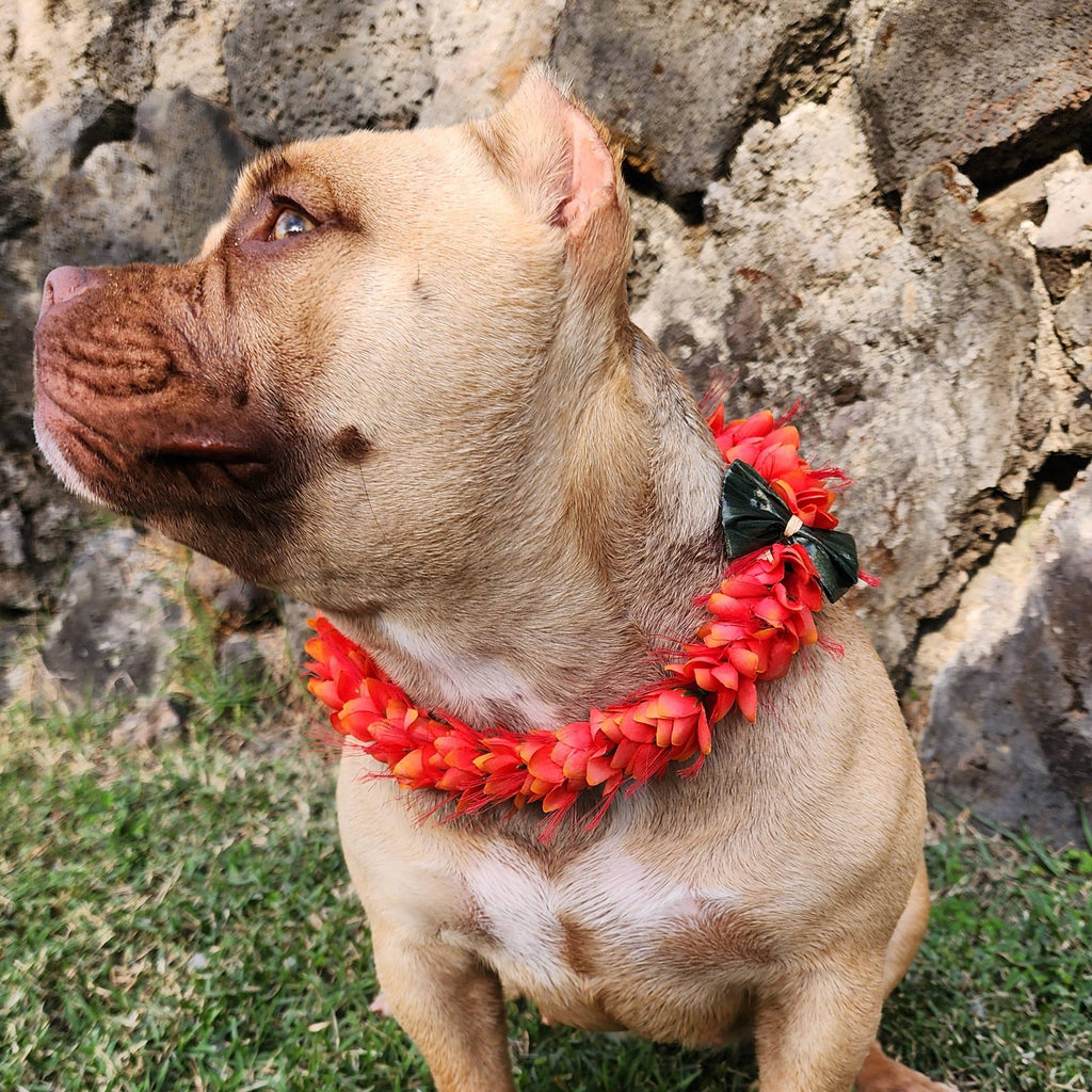 RED OHAI ALI'I Pet Lei - Medium