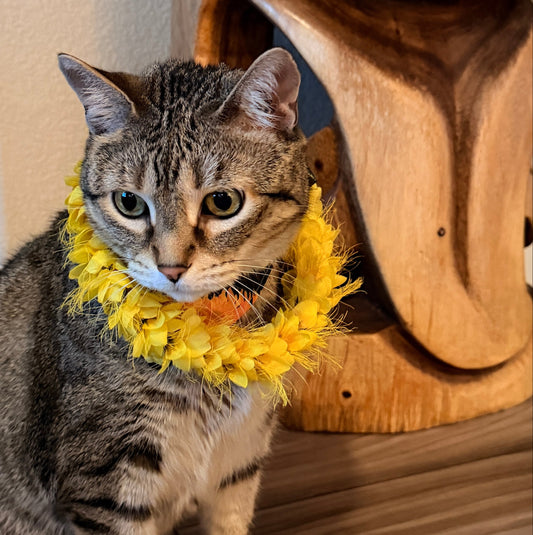 YELLOW OHAI ALI'I Pet Lei - Small