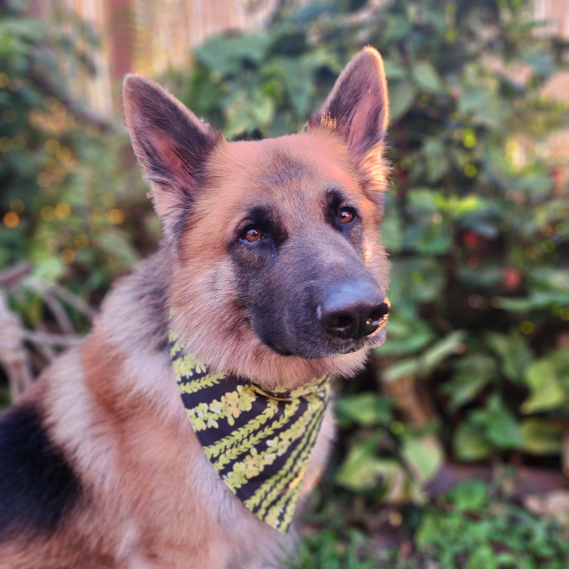 PAKALANA / NI'IHAU Pet Scrunch Bandana