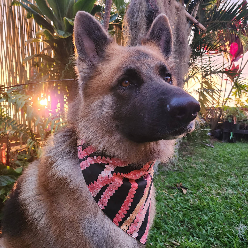 PAKALANA / NI'IHAU Pet Scrunch Bandana